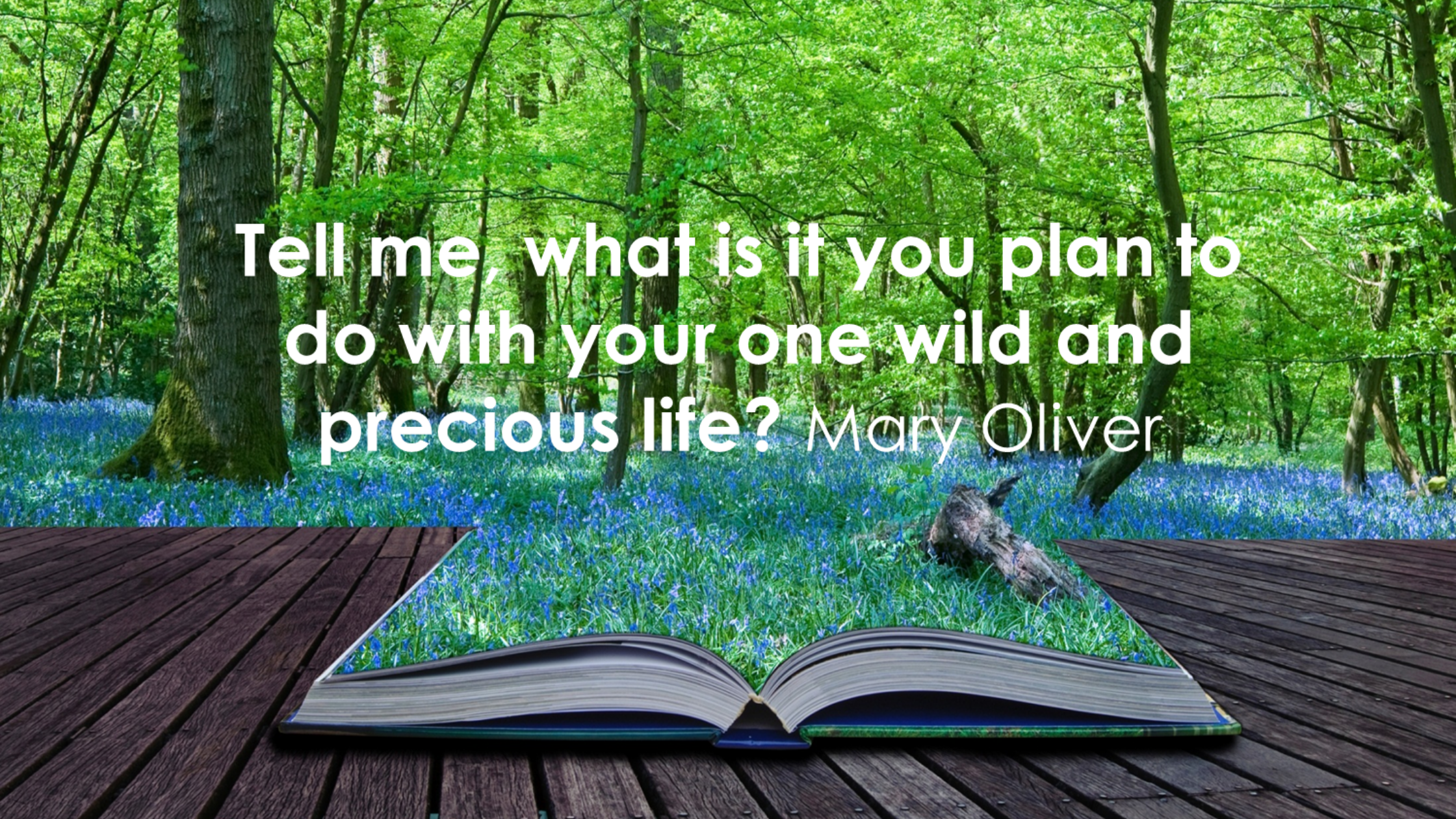 Mary Oliver Quote Harvard Project Blog 1